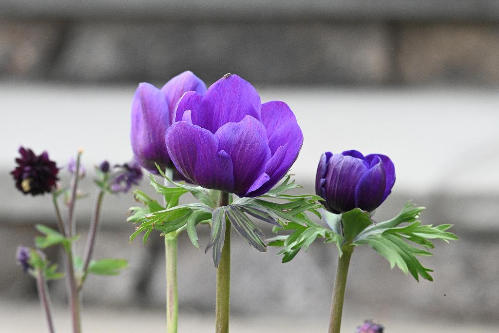 2025-04216444 Tower Hill Botanic Garden, MA.JPG - Anemone. New England Botanic Garden at Tower Hill, MA, 4-21-2025